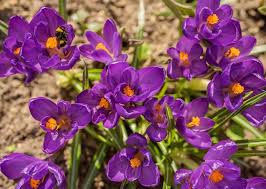Since gold is the official 50th wedding anniversary color, you should choose gold as your primary color and pair it with another color to complement your decorations. Violet Flower Meaning And Symbolism Plant And Flower Dictionary
