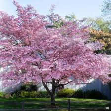 Plant does not set seed, flowers are sterile, or plants will not come true from seed. Pink Flowering Dogwood Green Acres Nursery Supply