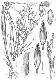 Image result for Panicum subalbidum