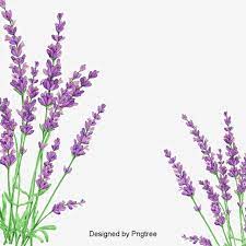 زهور اللافندر بتلات لافندر النباتات عشبي png وملف psd للتحميل مجانا lavender flowers beautiful flowers lavender petals