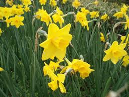 È un fiore molto elegante, generalmente di colore bianco e giallo che fiorisce in primavera creando bellissime bordure. Bulbose Narciso Narcissus Spp