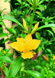 Image result for Barleria galpinii