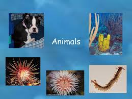 Check spelling or type a new query. Animals What Is An Animal Eukaryotic Multicellular Organisms Heterotrophs Digest Food Within Body Can Move For What Purposes No Cell Walls Ppt Download
