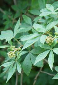 Image result for Eleutherococcus