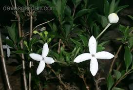 Image result for Bouvardia longiflora