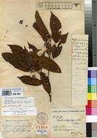 Image result for Nesogordonia