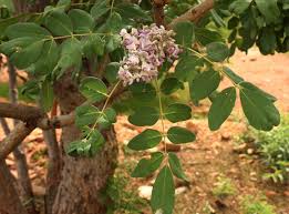 Image result for Philenoptera