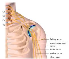 Proximal injury to the median nerve often presents with the hand of benediction, a sign that occurs when an individual is unable to make a complete fist. Median Nerve The Definitive Guide Biology Dictionary