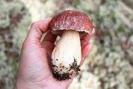 Check spelling or type a new query. How To Grow Portobello Mushrooms At Home 2021 Step By Step Guide