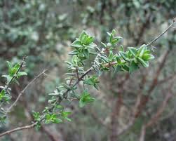 Check spelling or type a new query. Thym Wikipedia