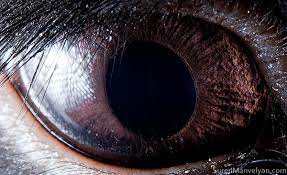 We did not find results for: Animal Eyes On Behance