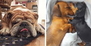 We did not find results for: 10 Dog Breeds That Are Perfect Companions For Lazy People
