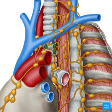 In neck, groin, armpits & throat. Lymph Nodes Of The Head Neck And Arm Kenhub