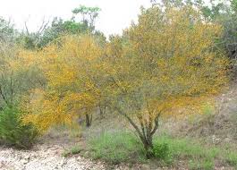 Image result for Acacia haematoxylon