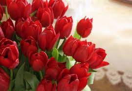 Bunga tulip kuning menandakan persahabatan. Arti Dan Makna Bunga Tulip Berdasarkan Warna Bibitbunga Com