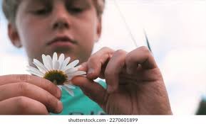 5+ Hundred Tear Off Petal Royalty-Free Images, Stock Photos & Pictures