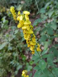 Image result for Crotalaria nigricans
