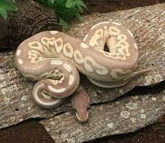 Best Price Ball Pythons For Sale Dynasty Reptiles Pythons For Sale Ball Python Morphs Ball Python