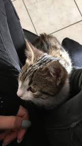 Cuddling Kedi Kopek Hayvan Fotografciligi Hayvan
