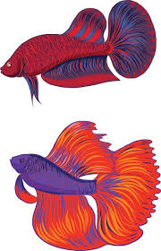 Hotels near siamese fighting fish gallery. Siamese Fighting Fish Clip Art Vector Images Amp Illustrations Istock Fish Illustration Siamese Fighting Fish Illustration