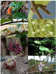 Image result for Elatostema paivaeanum