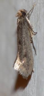 We did not find results for: How To Get Rid Of Clothes Moths Without Risking Your Health Healthguidance Org