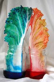 These fun food experiments are sure to develop a love for learning and science with your kids! 23 Best Easy Science Experiments For Kids Fun Science Activities And Stem Projects