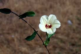 Image result for Xenostegia tridentata