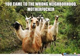 Meme Center Largest Creative Humor Community Funny Llama Pictures Llama Pictures Llama