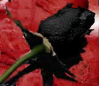 Gambar bunga mawar hitam berdarah. Bunga Mawar Hitam Toko Bunga Florist Jakarta Toko Bunga Online Florist Di Jakarta Toko Bunga 24 Jam