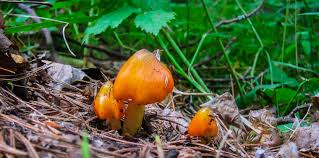Edible mushrooms, magic mushrooms, and poisonous mushrooms. Adirondack Fungi