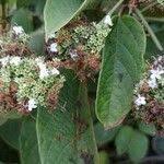 Image result for Ehretia cymosa