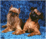 Brussels Griffon Dog Breed Facts And Traits Hills Pet