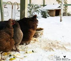 Maybe you would like to learn more about one of these? 4 Things Your Chickens Need This Winter And 3 Things They Don T Fresh Eggs Daily