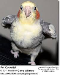 Cockatiels As Pets Cockatiel Cute Little Animals Cute Birds