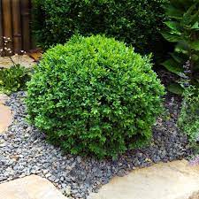 Dwarf English Boxwood Shrub In 2021 English Boxwood Box Wood Shrub Dwarf Trees For Landscaping