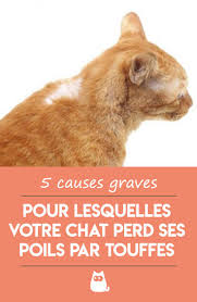 Mon Chat Perd Ses Poils Par Touffes Causes Et Que Faire Chat Perdu Chat Chats Et Chatons