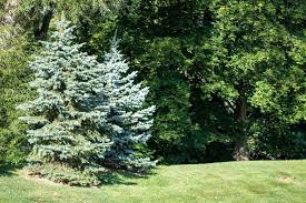 However, they're wasting their time. How Fast Do Pine Trees Grow And Which Grow The Fastest The Practical Planter
