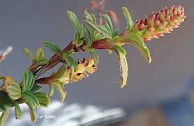 Image result for Myrothamnaceae