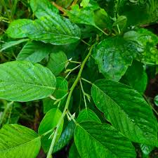 Image result for Pleurolobus