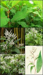 Image result for Polystachya ruwenzoriensis