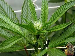 We did not find results for: Sun System Blockbuster 6 Inch Air Cooled Reflectors How To Grow Weed Indoors