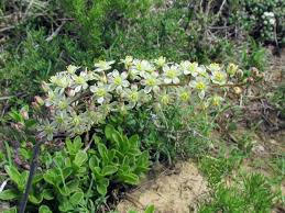 Image result for Eriospermum porphyrium
