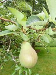 These leaves are smooth underneath and have a glossy tone on top. 15 Tree Fruit And Nuts Nc State Extension Publications
