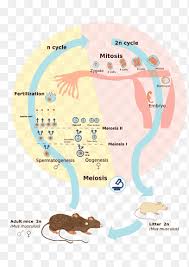 How does a zygote develop into the many different kinds of cells that make up the entire animal? Zygote Png Images Pngegg