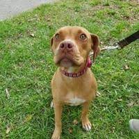 Available Pets At Humane Society Of Bay County In Panama City Florida Humane Society Dogs Dog Adoption