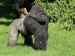 Ivo The Silverback Western Lowland Gorilla From The Berlin Zoo That Is The Best Zoo Of World Here Is The First 6 Rank Ht Zoo Western Lowland Gorilla Gorilla