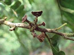 Image result for Haplocoelum foliolosum