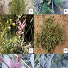 Image result for Rhynchosia congensis