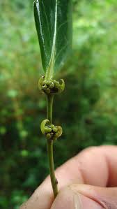 Image result for Chaetocarpus